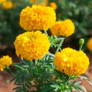 Flower Combo Seeds (Pack Of 6)