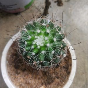 Combo Of 2 Variety Cactus Plant Wth Root