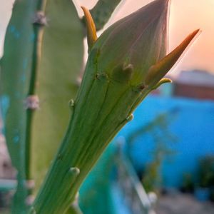 Fairy Castle Cactus