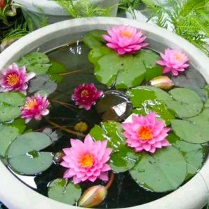 Organik Lotus Flower Seeds 4 To 5