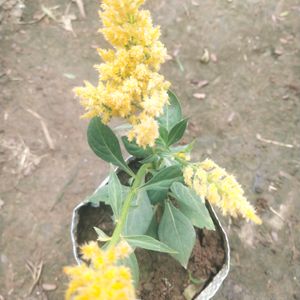 Celosia Plumosa Forest Fire Dwarf Flower