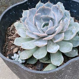 Matured Succulent