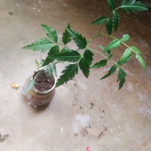 Neem Plant With Healthy Root