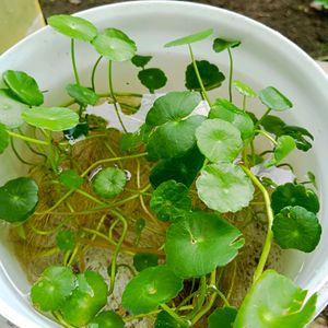 Coin Plants Lucky Plant