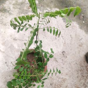 Combo 2 Plant Curry Leaves With Healthy Root