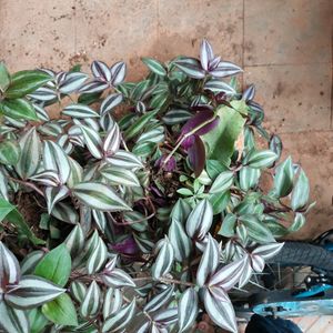 Wandering Jew Purple And Green