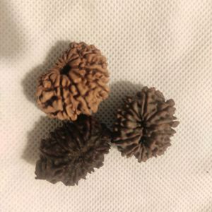 12 Mukhi Rudhrasha New From Nepal Orginal