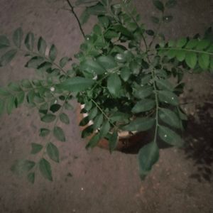 Curry Leaves Healthy Plant With Root