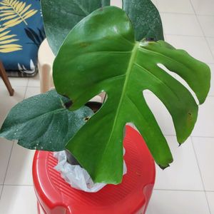 Monstera Deliciosa Plant With Roots