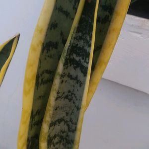 Snake Plant With Pot