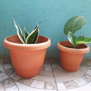 Combo - Snake Plant, Money Plant And Beads Chain