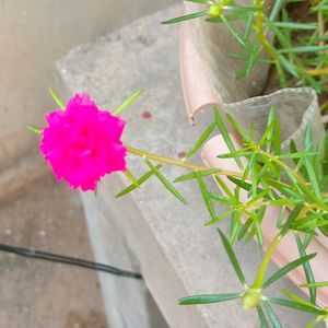 Portulaca Plant Combo Of 2 Colours Pink/Yellow