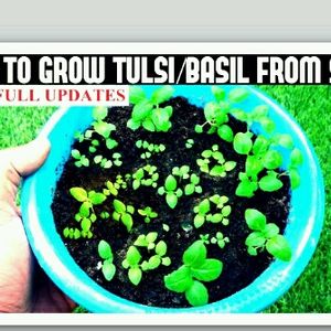 Plant Tulsi Seeds