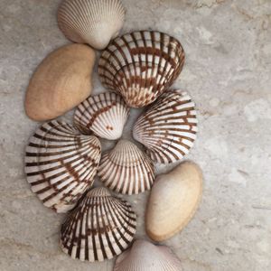 Shells To Distress