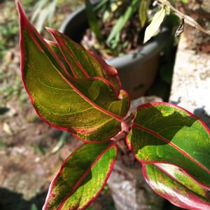 Aglaonema Plant