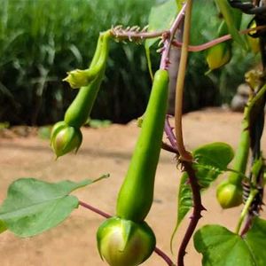 Clove Beans Seeds