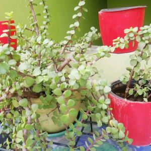 Jade Plant Cuttings With Root And Star Lilly Bulbs