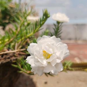 White Combo Table Rose And Portulaca 3 Plant