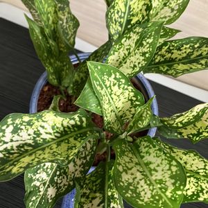 Snow White Aglaonema Plant (1)