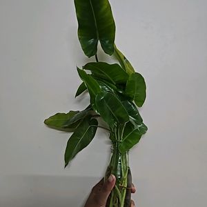 Philodendron Burl Maxx 3 Plants