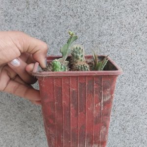 😍🔥Mix Cactus 🌵 Live 😲