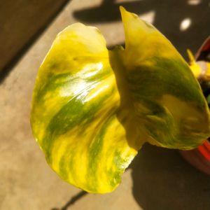 Lemon Meringue  Phothos Rare Money Plant Big Leaf