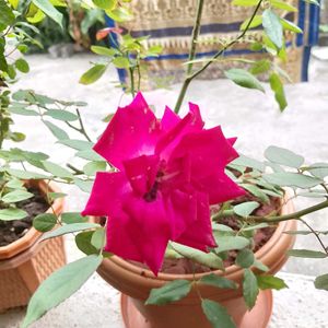 Pink Rose Plant