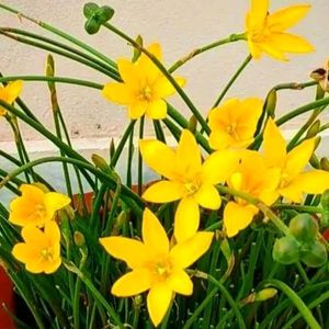 Yellow Rain Lily Seeds