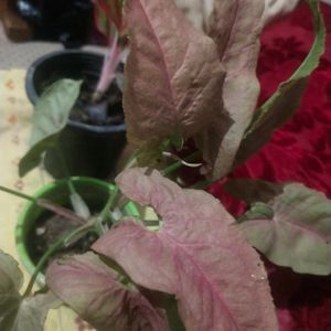 Combo Of 2 Rare Plant Pink Syginium+lipstic