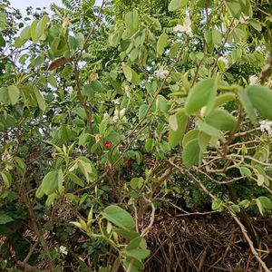 Bauhinia Accuminata