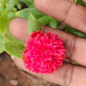 Cinderella Cutting 3 Variety