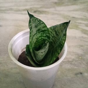 Dwarf Snake Plant In White Plastic Glass