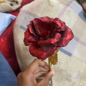 Valentine Rose