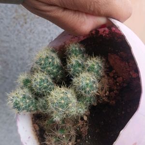 Table Flowering Cactus Mammillaria