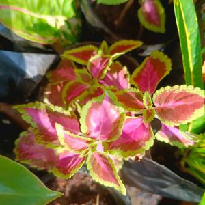 3 different Varieties Of Coleus Beautiful