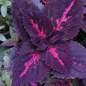 Coleus Combo