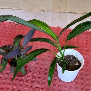 Pack 2 Dracaena Mahatma & Heart Purple Plant & Pot