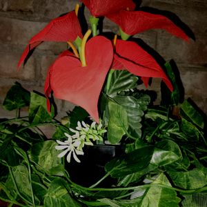 Artificial Anthurium Red Flower With Pot