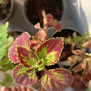 Coleus Live Plant