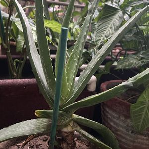 1 Pc Aloe Vera baby Plant In 4" Nursery Pot