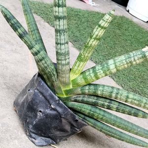 Rare Sansevieria