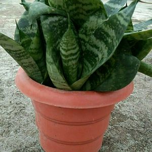 Snake Plant with pot