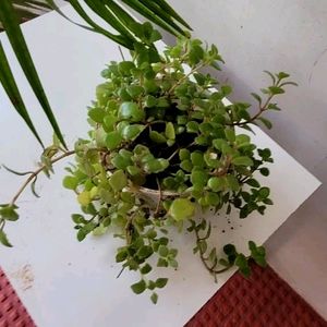 Pilea Depressa Plant & Pot