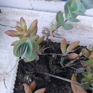 Beautiful Succulent Yellow Sedum