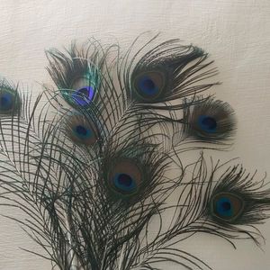 Wall Decorating With Peacock Feather