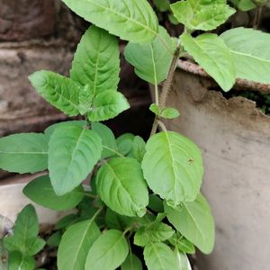 Tulsi Paudha