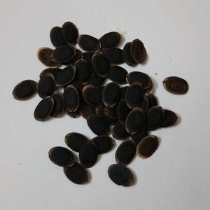 Sponge Gourd Seeds