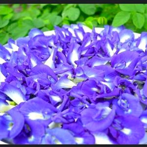 Butterfly Pea Flower/ Gokarana Seeds