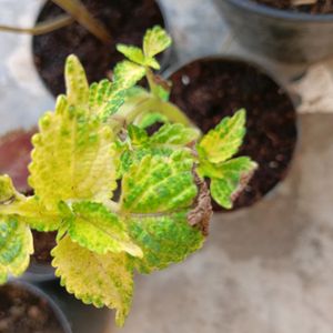 Coleus Live Plant