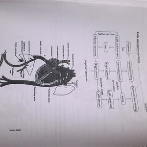 Anatomy Marrow EDITION 5 Notes ( For NEET PG!!)